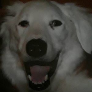 Meet your Posher, Frances